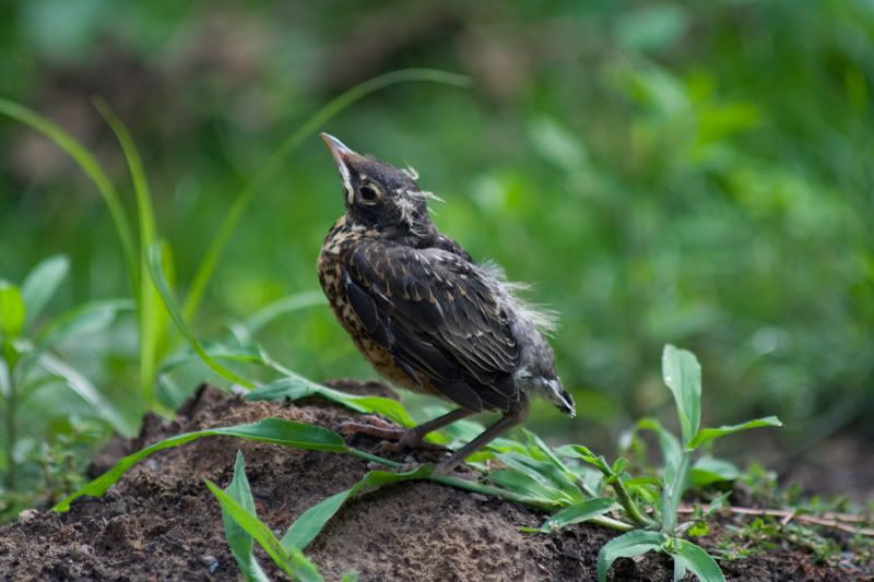 IMAGE: http://i14.photobucket.com/albums/a307/malcolm027/IMG_8631.jpg?t=1241734871