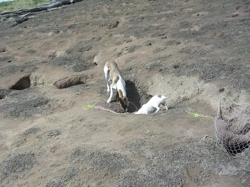FoundtheBunnyDad111209.jpg