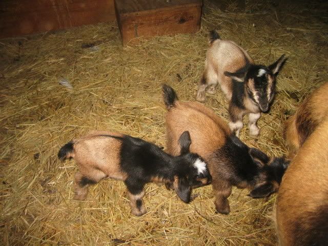 Quadruplets - First time kidding and have some ?s - Goats