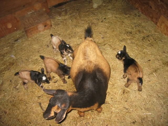 Quadruplets - First time kidding and have some ?s - Goats