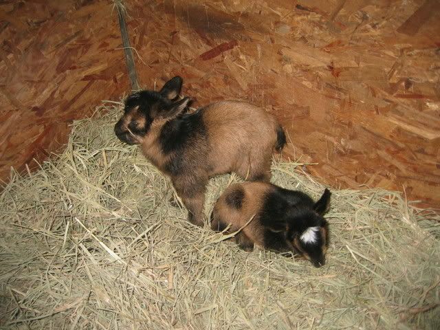 Quadruplets - First time kidding and have some ?s - Goats