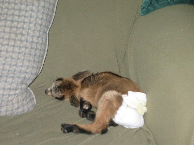 Can you housetrain a goat? - Goats