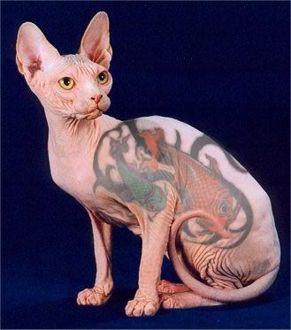 Scandal of tattoos on cats