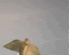 OWLG.gif image by cookieparade