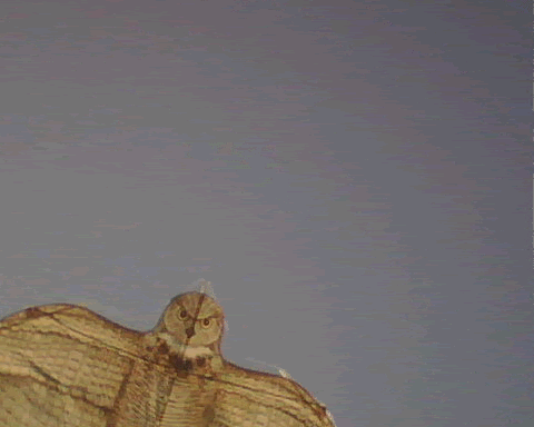 OWLGtr.gif image by cookieparade