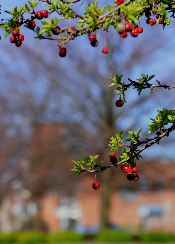 IMAGE: http://i14.photobucket.com/albums/a310/dsnyder160/DPP_0014TIF.jpg