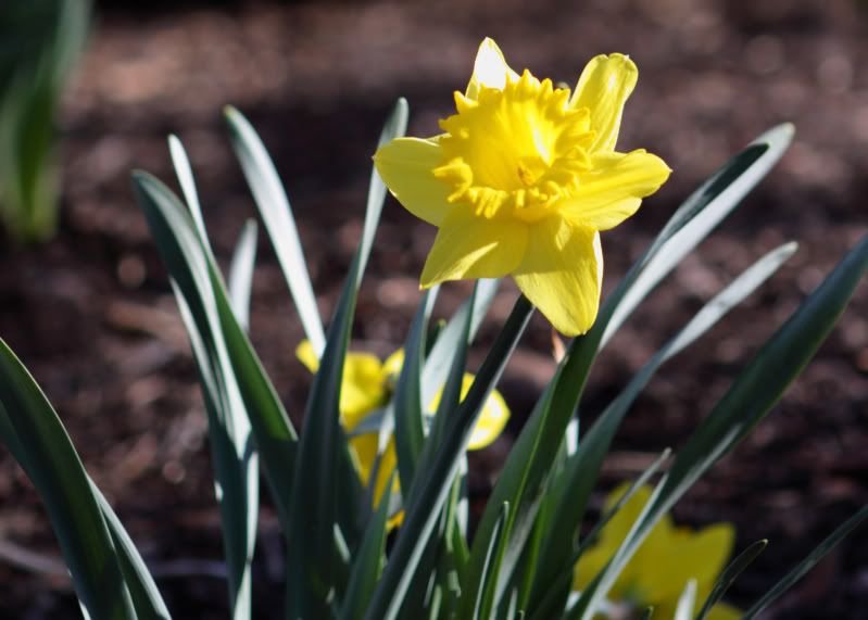 IMAGE: http://i14.photobucket.com/albums/a310/dsnyder160/DPP_0026TIF.jpg