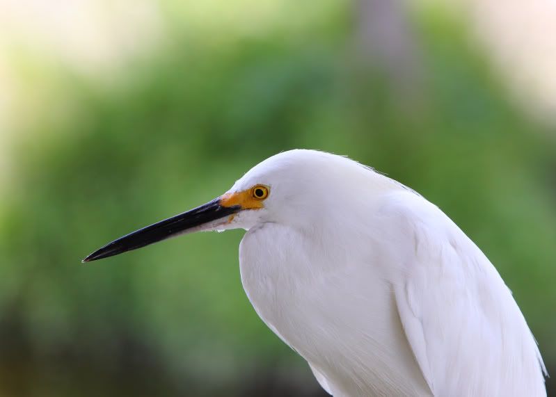 IMAGE: http://i14.photobucket.com/albums/a310/dsnyder160/DPP_12434TIF.jpg