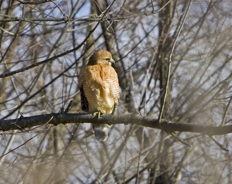 IMAGE: http://i14.photobucket.com/albums/a310/dsnyder160/IMG_1603.jpg