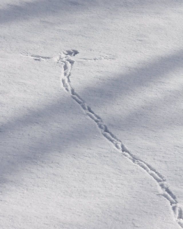 IMAGE: http://i14.photobucket.com/albums/a310/dsnyder160/IMG_1925.jpg