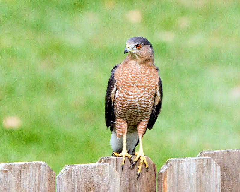 IMAGE: http://i14.photobucket.com/albums/a310/dsnyder160/IMG_7641.jpg