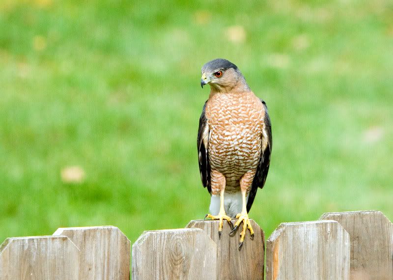 IMAGE: http://i14.photobucket.com/albums/a310/dsnyder160/IMG_7642.jpg