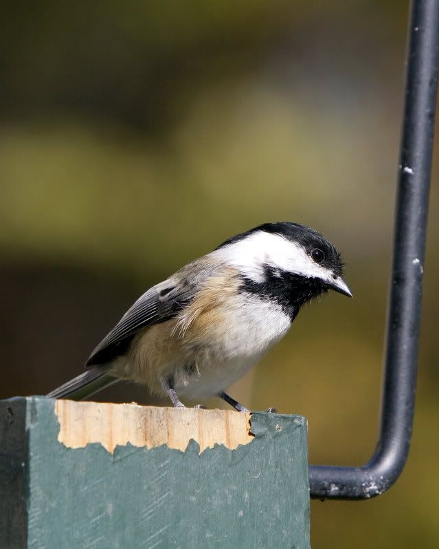 IMAGE: http://i14.photobucket.com/albums/a310/dsnyder160/IMG_8132_edited-1.jpg