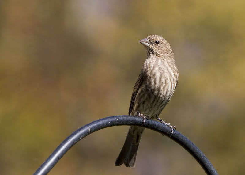 IMAGE: http://i14.photobucket.com/albums/a310/dsnyder160/IMG_8133.jpg