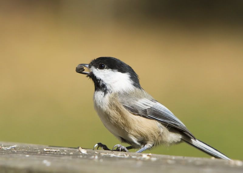 IMAGE: http://i14.photobucket.com/albums/a310/dsnyder160/IMG_8146.jpg