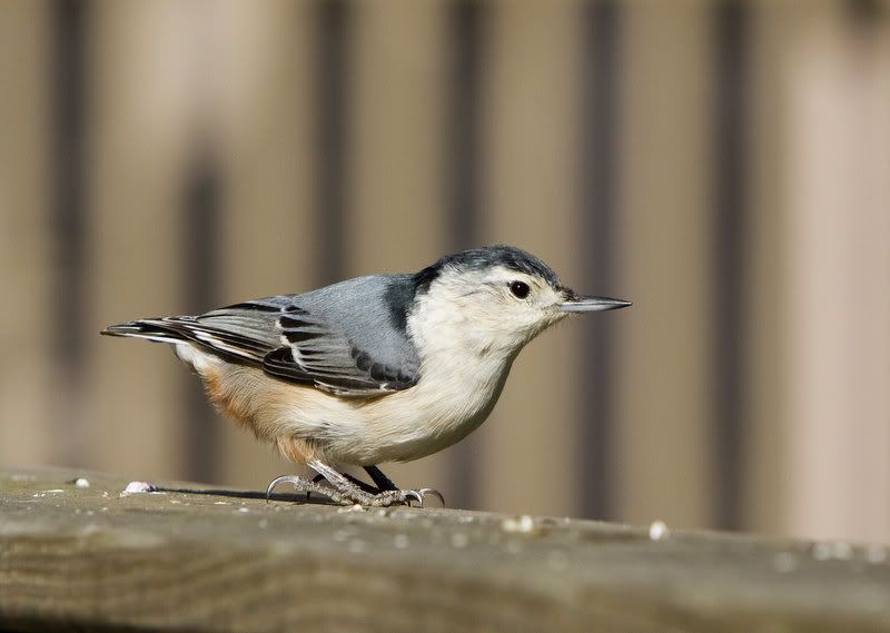 IMAGE: http://i14.photobucket.com/albums/a310/dsnyder160/IMG_8154.jpg