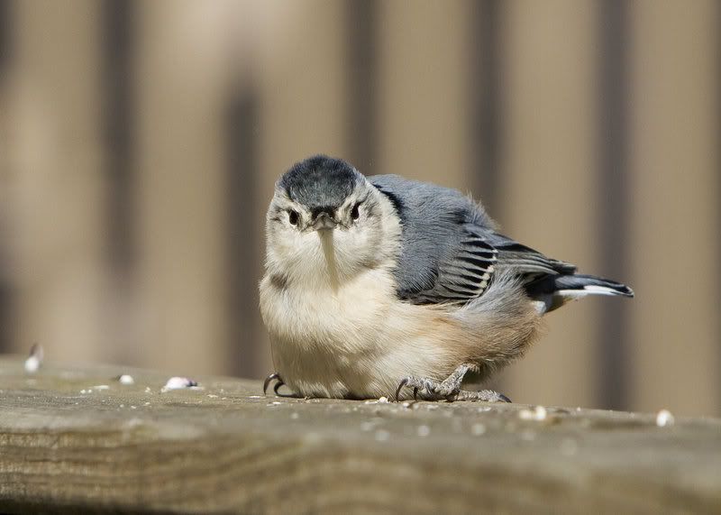 IMAGE: http://i14.photobucket.com/albums/a310/dsnyder160/IMG_8155.jpg