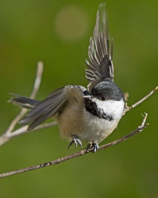 IMAGE: http://i14.photobucket.com/albums/a310/dsnyder160/IMG_8178.jpg