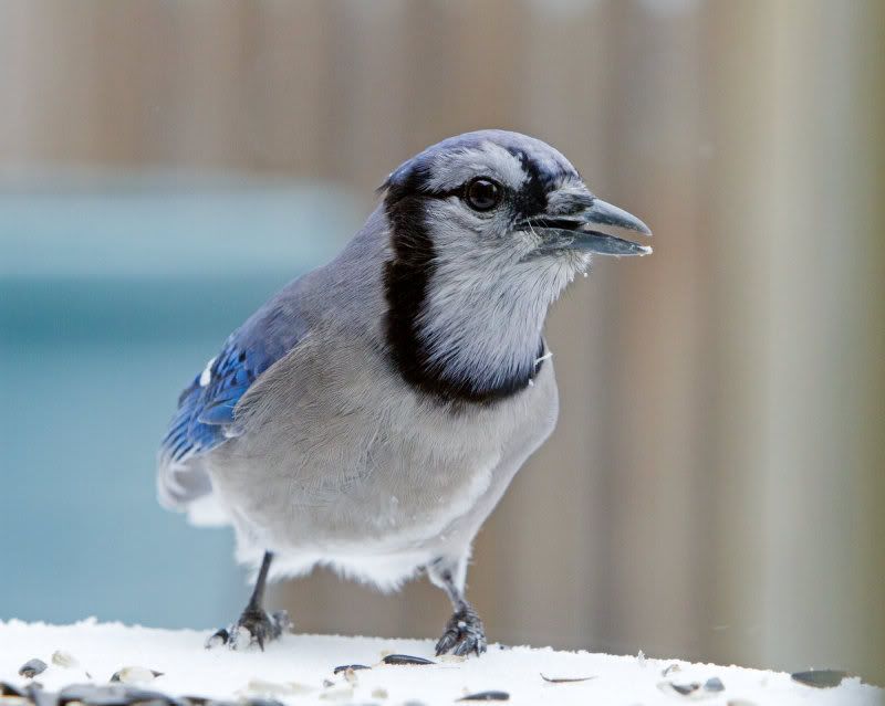 IMAGE: http://i14.photobucket.com/albums/a310/dsnyder160/IMG_9430.jpg