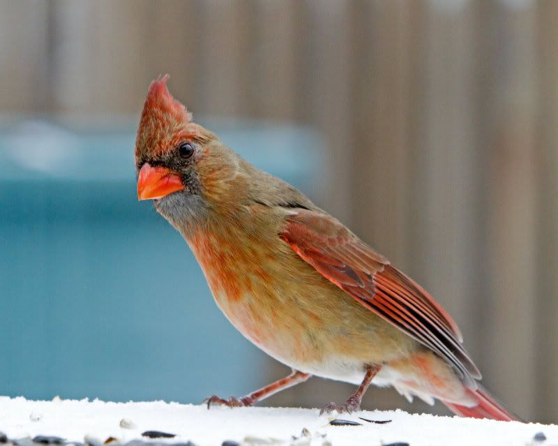 IMAGE: http://i14.photobucket.com/albums/a310/dsnyder160/IMG_9441.jpg