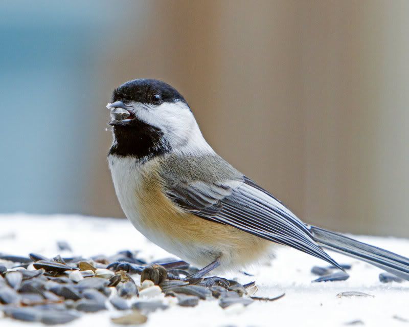 IMAGE: http://i14.photobucket.com/albums/a310/dsnyder160/IMG_9461.jpg