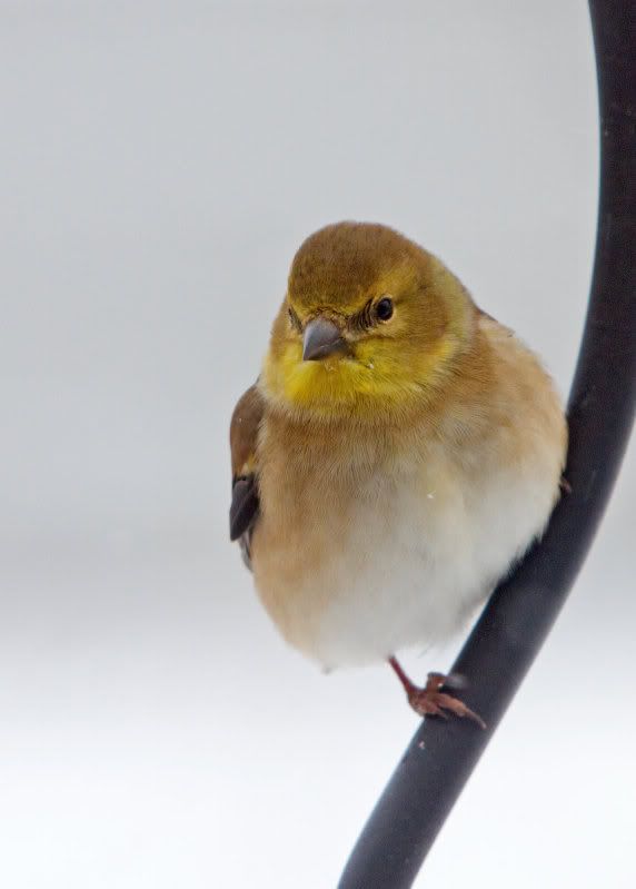 IMAGE: http://i14.photobucket.com/albums/a310/dsnyder160/IMG_9782.jpg