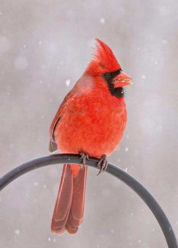 IMAGE: http://i14.photobucket.com/albums/a310/dsnyder160/IMG_9797.jpg