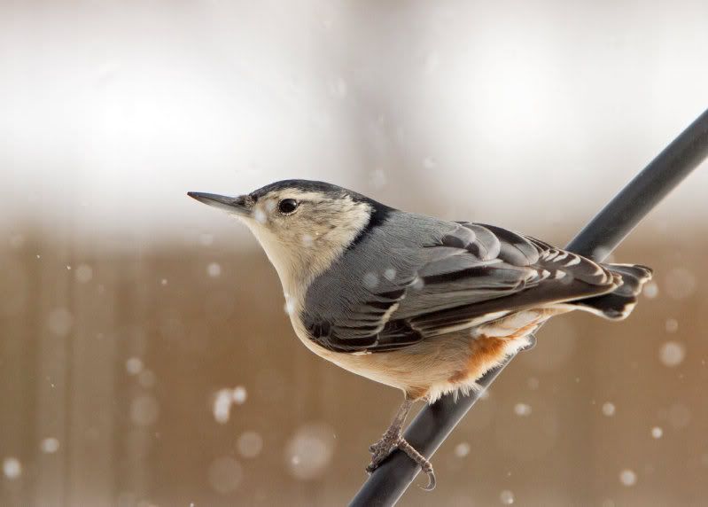 IMAGE: http://i14.photobucket.com/albums/a310/dsnyder160/IMG_9802.jpg