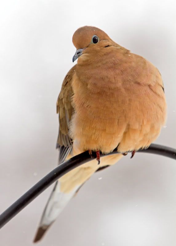 IMAGE: http://i14.photobucket.com/albums/a310/dsnyder160/IMG_9805.jpg