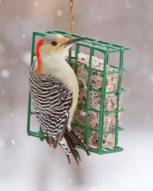 IMAGE: http://i14.photobucket.com/albums/a310/dsnyder160/IMG_9815.jpg