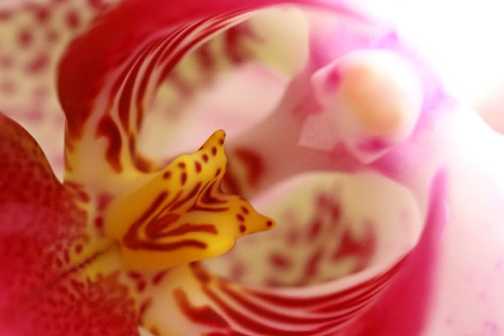 IMAGE: http://i14.photobucket.com/albums/a310/scotttnz/IMG_0025.jpg