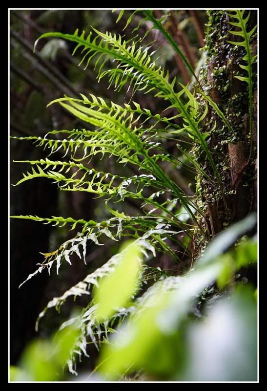 IMAGE: http://i14.photobucket.com/albums/a310/scotttnz/IMG_0985.jpg