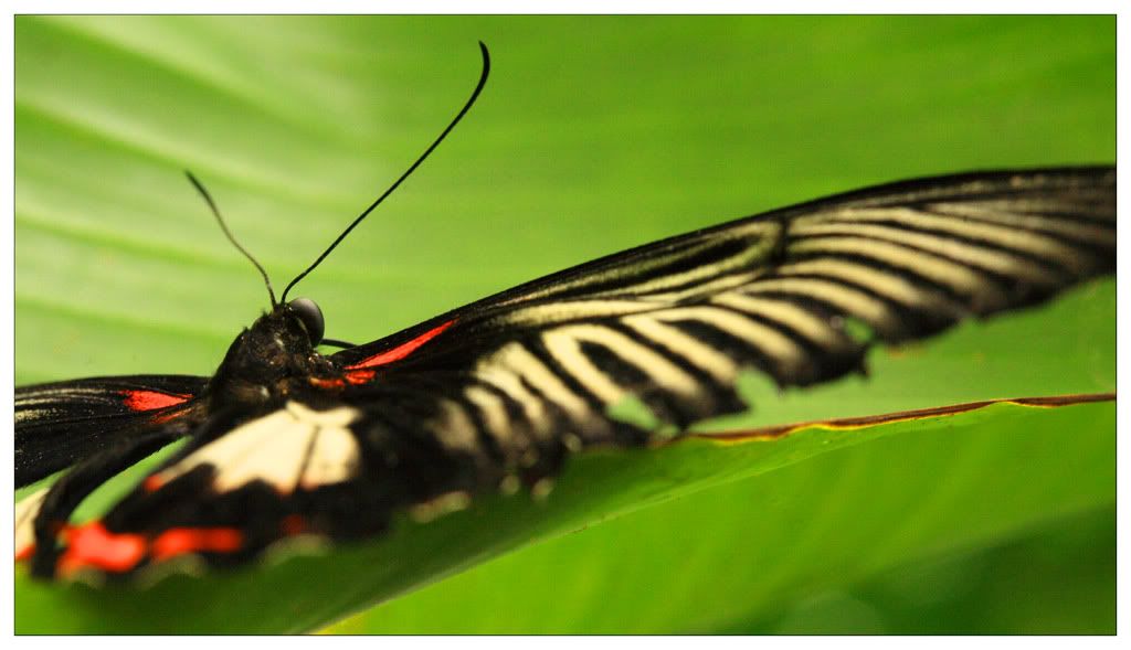 IMAGE: http://i14.photobucket.com/albums/a310/scotttnz/IMG_2545.jpg