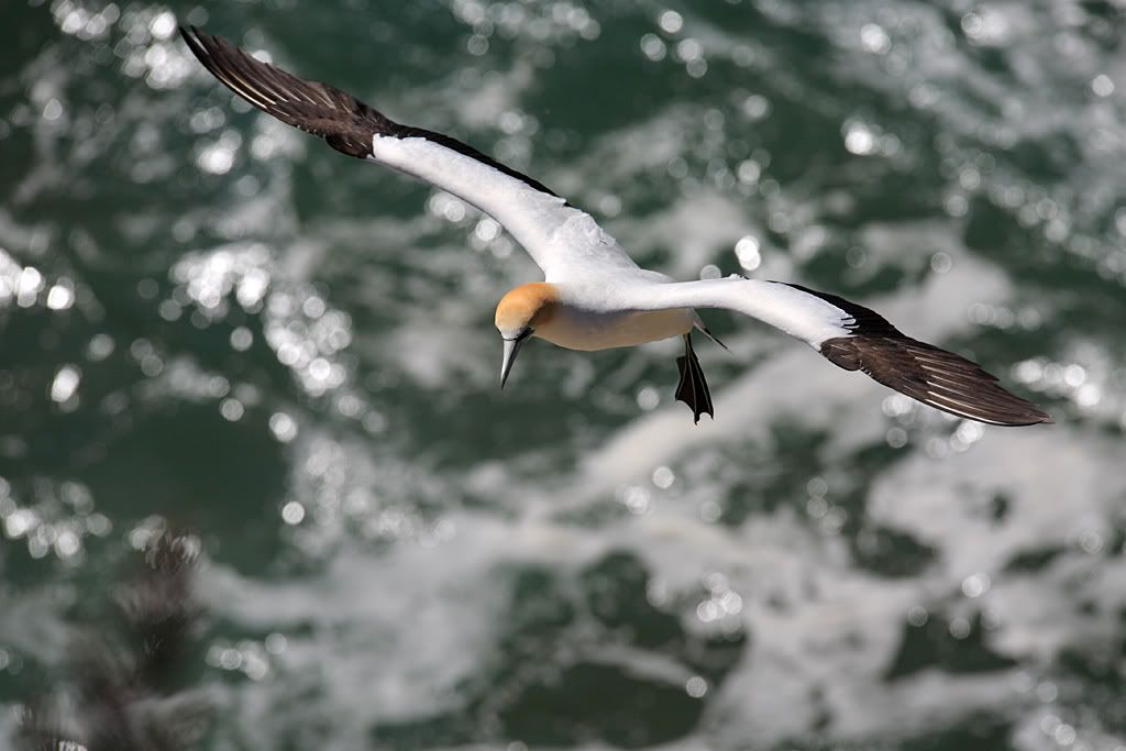 IMAGE: http://i14.photobucket.com/albums/a310/scotttnz/IMG_6162.jpg