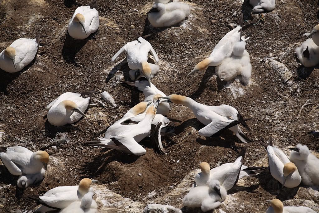 IMAGE: http://i14.photobucket.com/albums/a310/scotttnz/IMG_6166.jpg