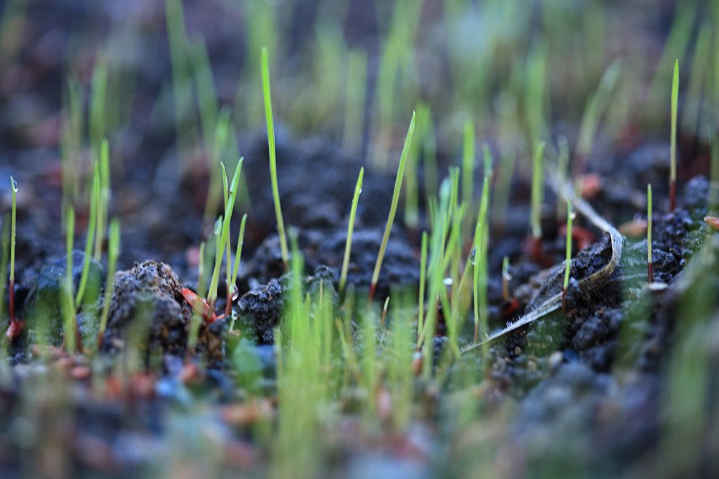 IMAGE: http://i14.photobucket.com/albums/a310/scotttnz/IMG_8898.jpg