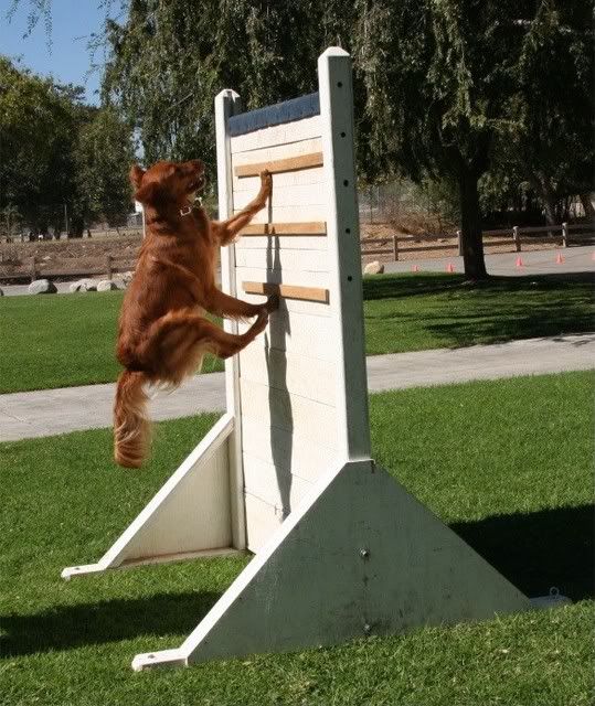 Does your Golden hurdle a 4 foot fence? Golden Retriever Dog Forums