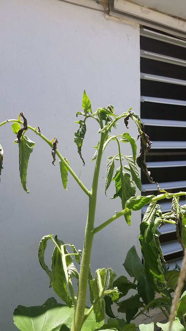 Backyard Aquaponics • View topic - tomatoes suddenly wilting