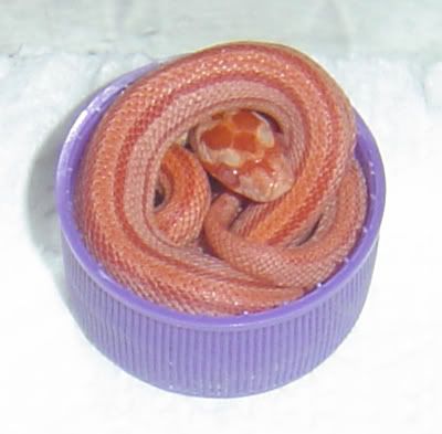 hatchling_amel_stripe.jpg