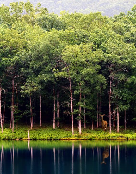 IMAGE: http://i14.photobucket.com/albums/a313/DanCottle/Mostly%20wildlife/IMG_1265.jpg