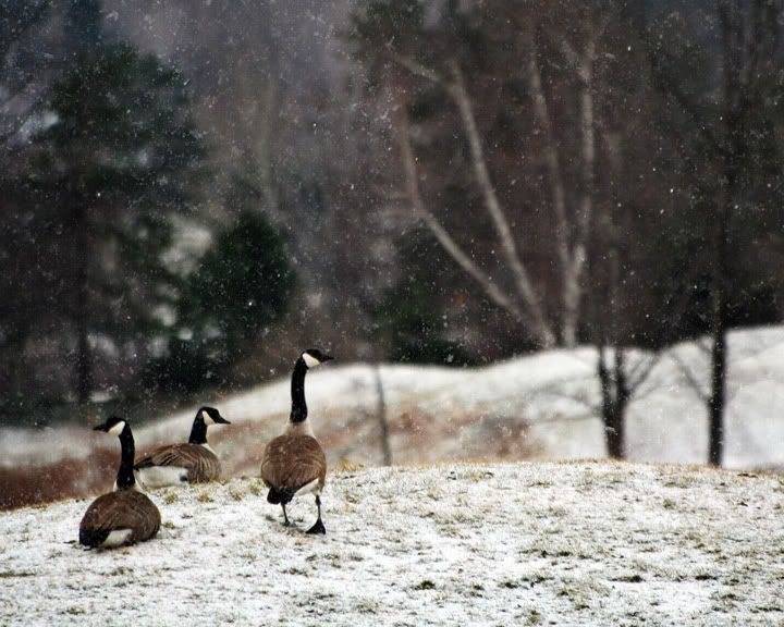 IMAGE: http://i14.photobucket.com/albums/a313/DanCottle/Mostly%20wildlife/IMG_5050s.jpg