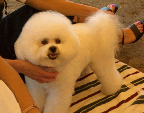 bichon.gif