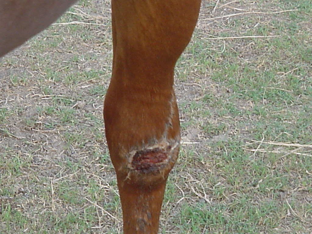 Scar Tissue.. any experiences with it? Horse Health HorseCity Forums