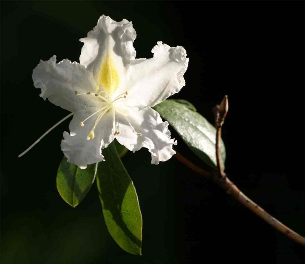 Flower-White-on-Black.jpg