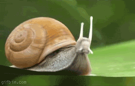 [Image: snail_by_luchkina.gif]