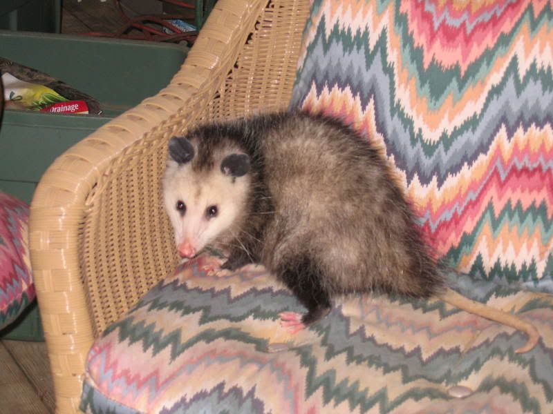 possum.jpg