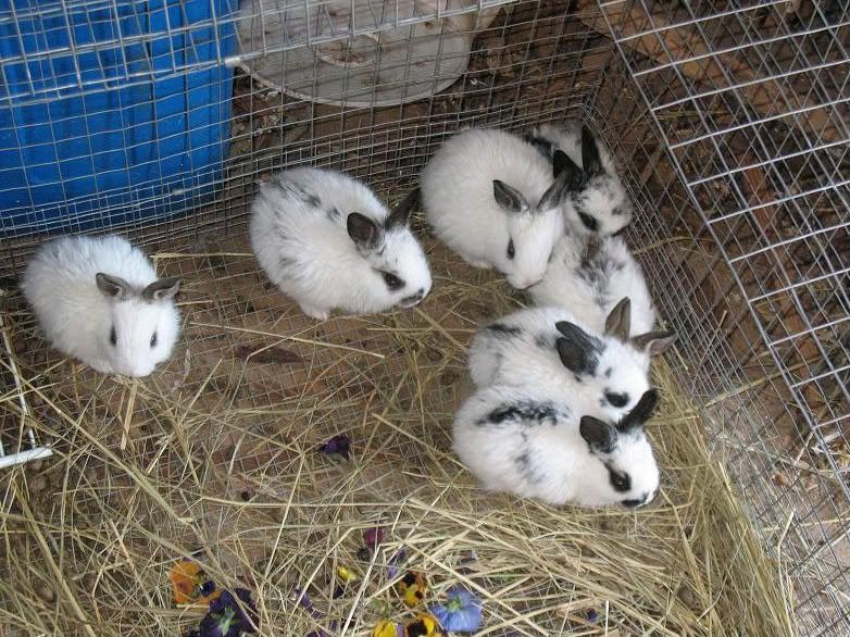Bunnies for Sale in NC BackYard Chickens