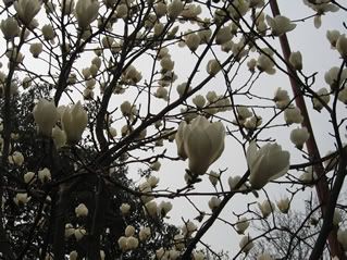 Flowers already blooming