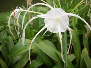 Beautiful flower