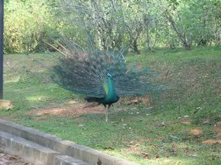 Beautiful peacock
